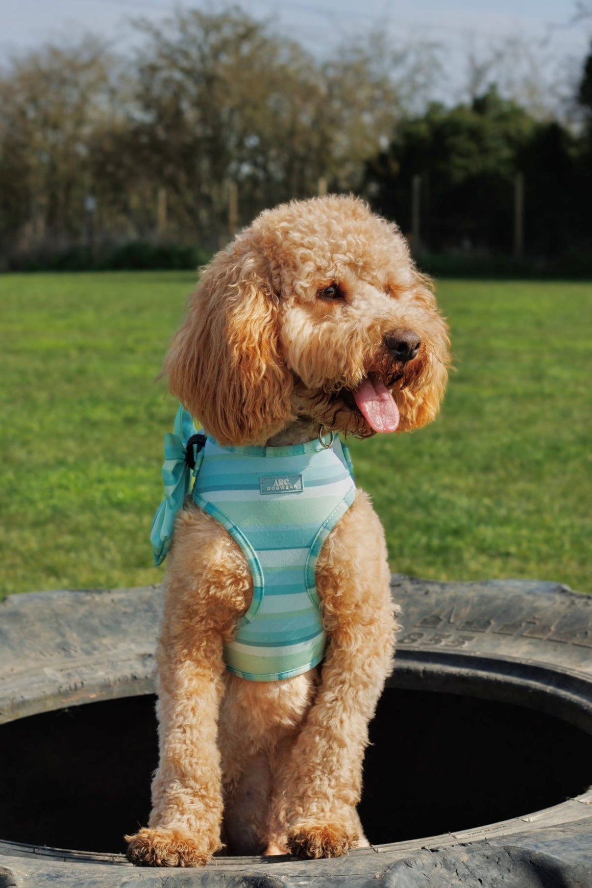 Vista Adjustable Harness
