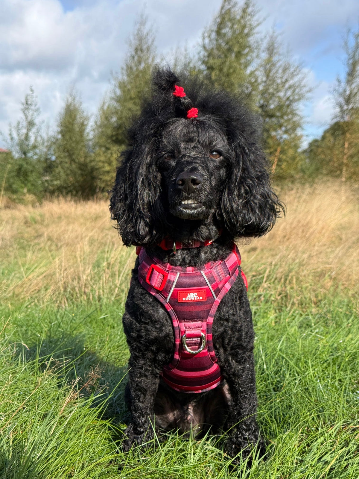 Bramble ARC. Adventurer Harness - New Size Guide