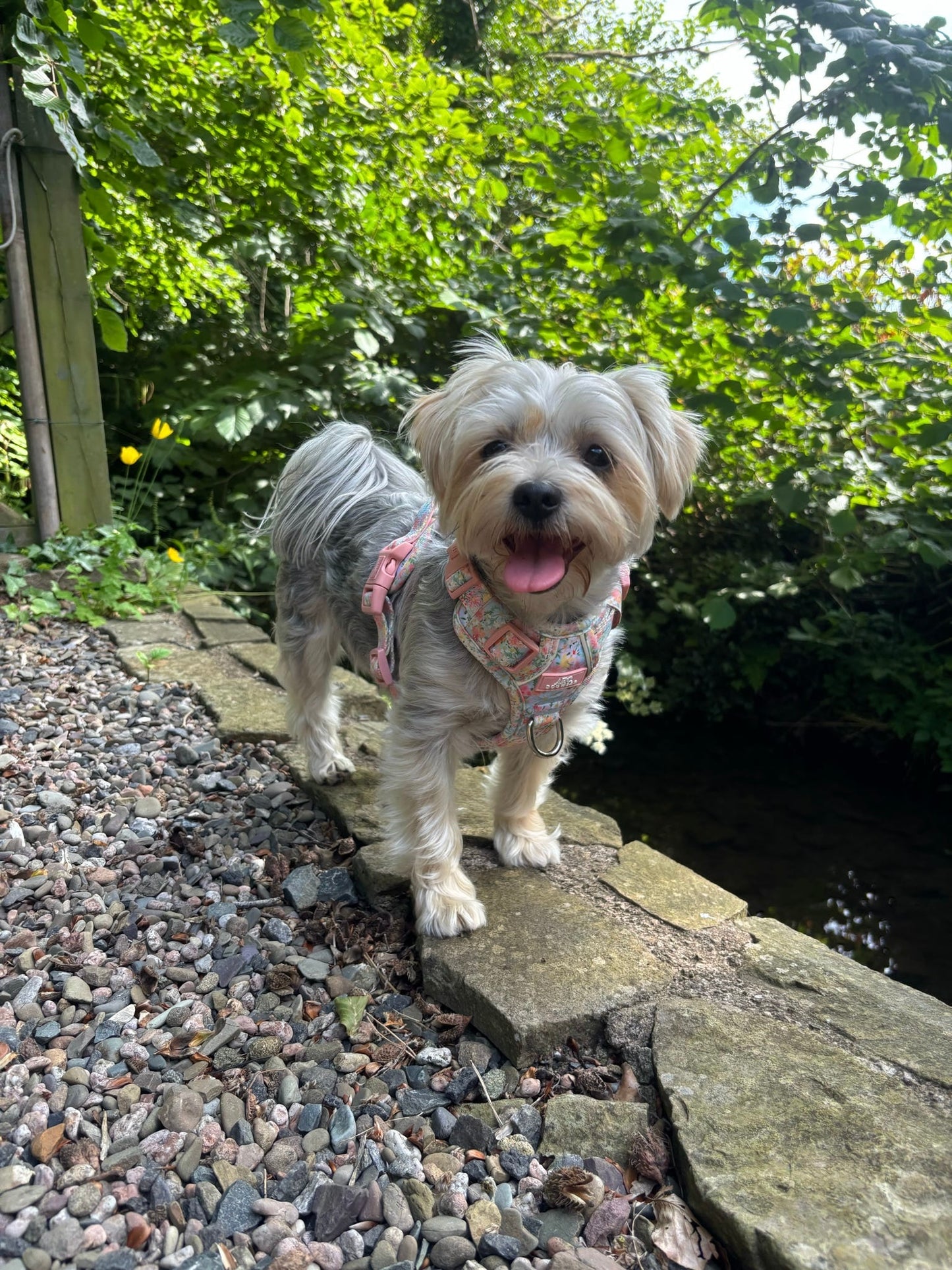 Flora ARC. Adventurer Harness