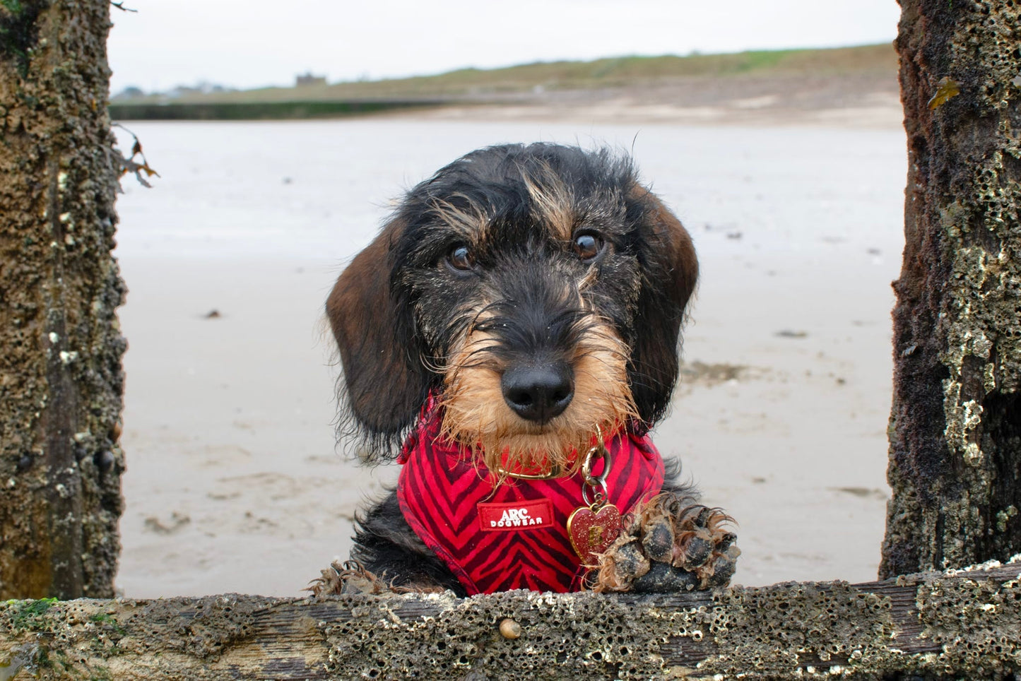 Wild at Heart Adjustable Harness