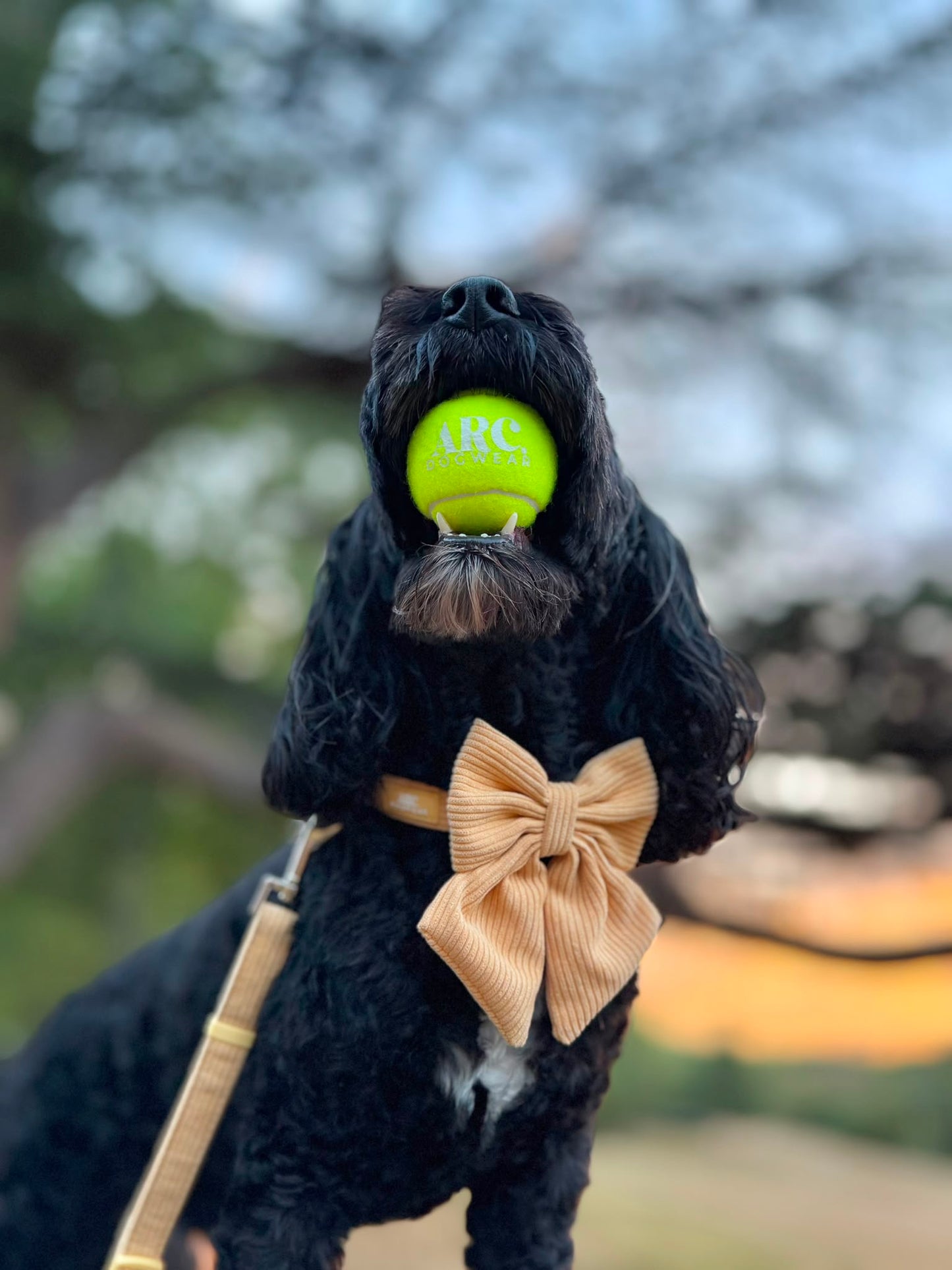 The Venture Ball