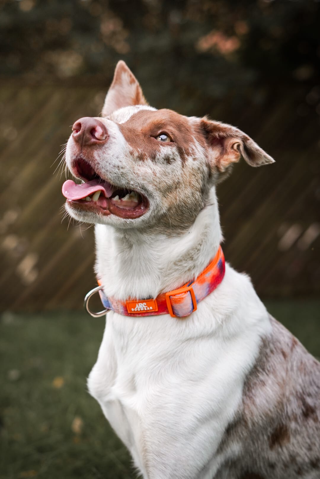 Canopy Adjustable Collar