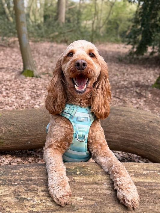 Vista ARC. Adventurer Harness