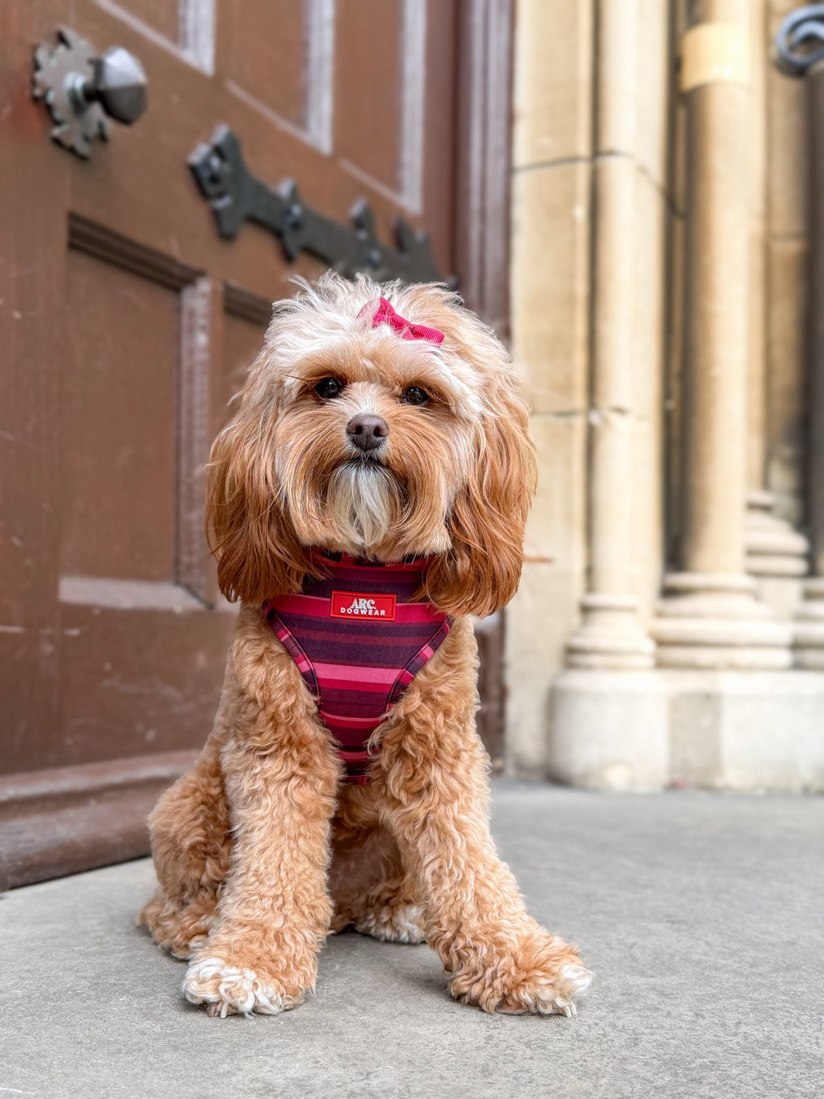Bramble Adjustable Harness