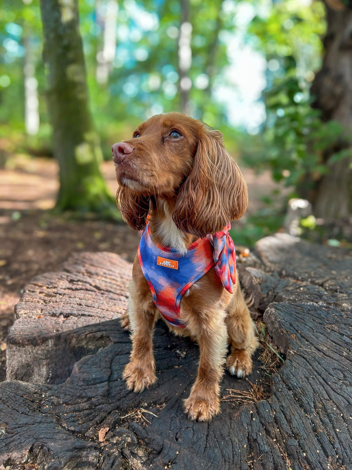 Canopy Adjustable Harness