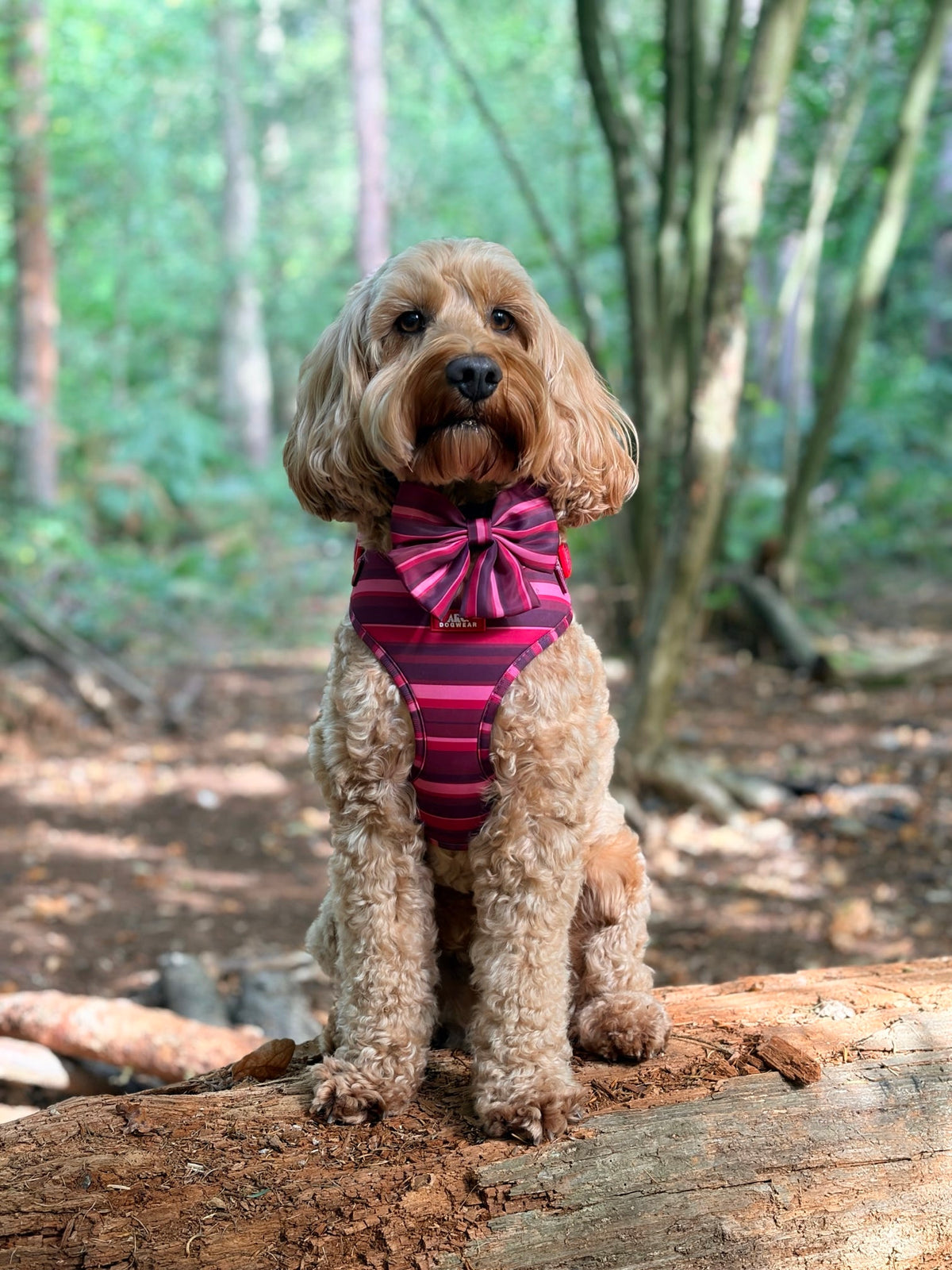 Bramble Adjustable Harness