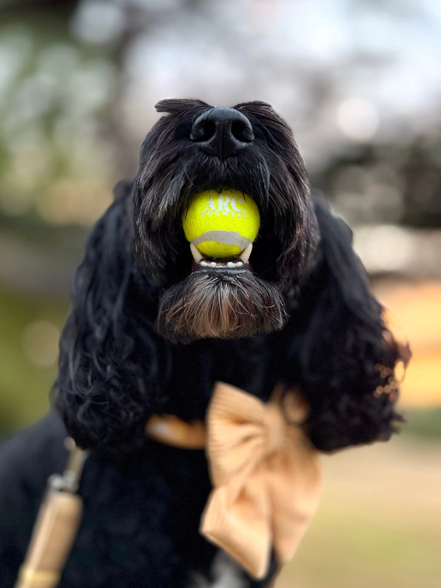 The Venture Ball