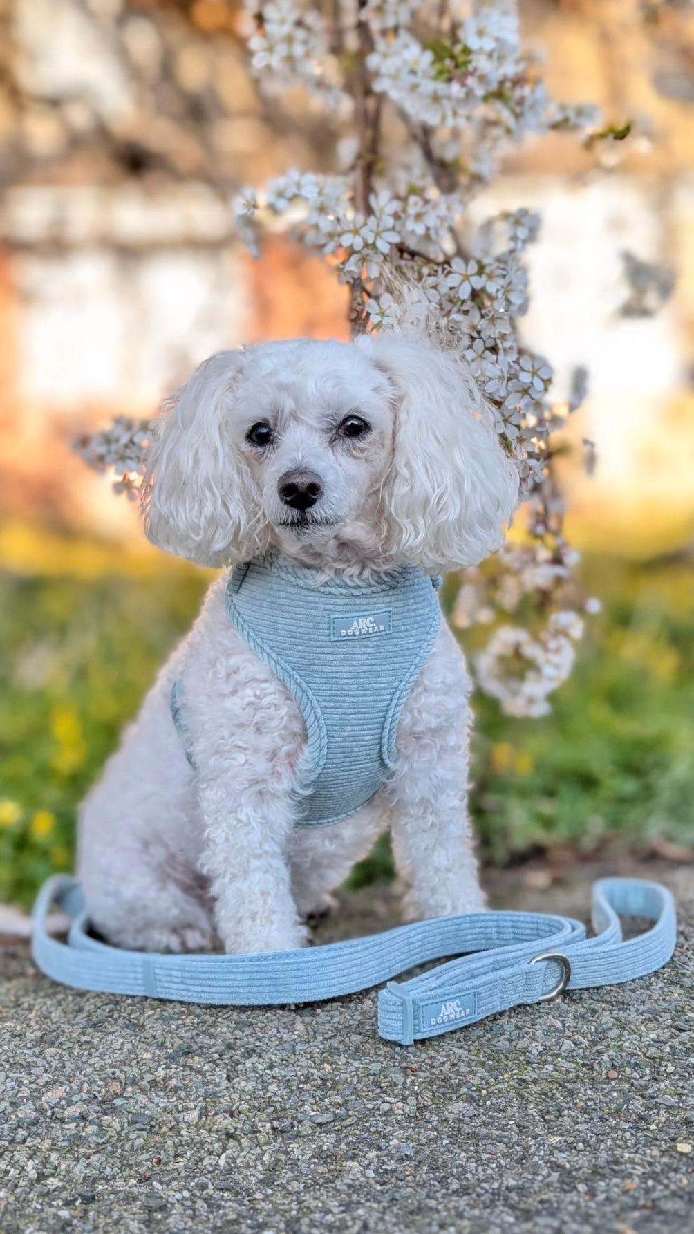 Celadon Adjustable Harness (Corduroy)