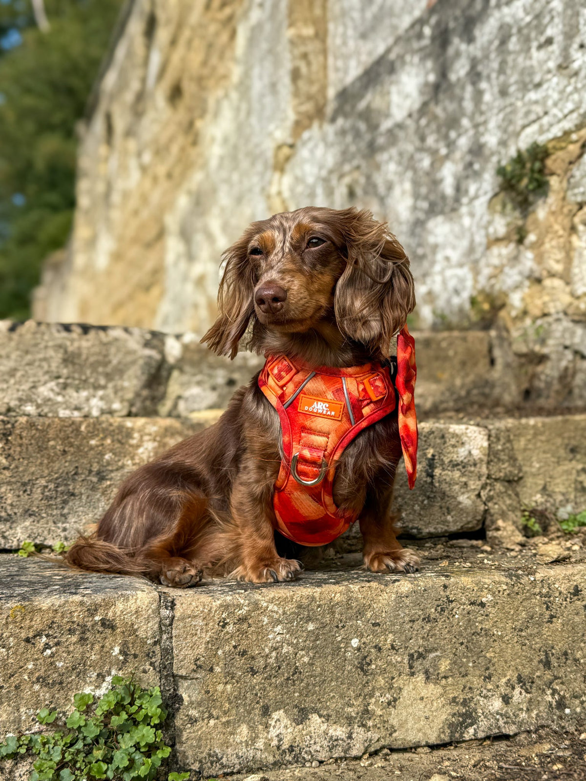 Auburn ARC. Adventurer Harness - New Size Guide