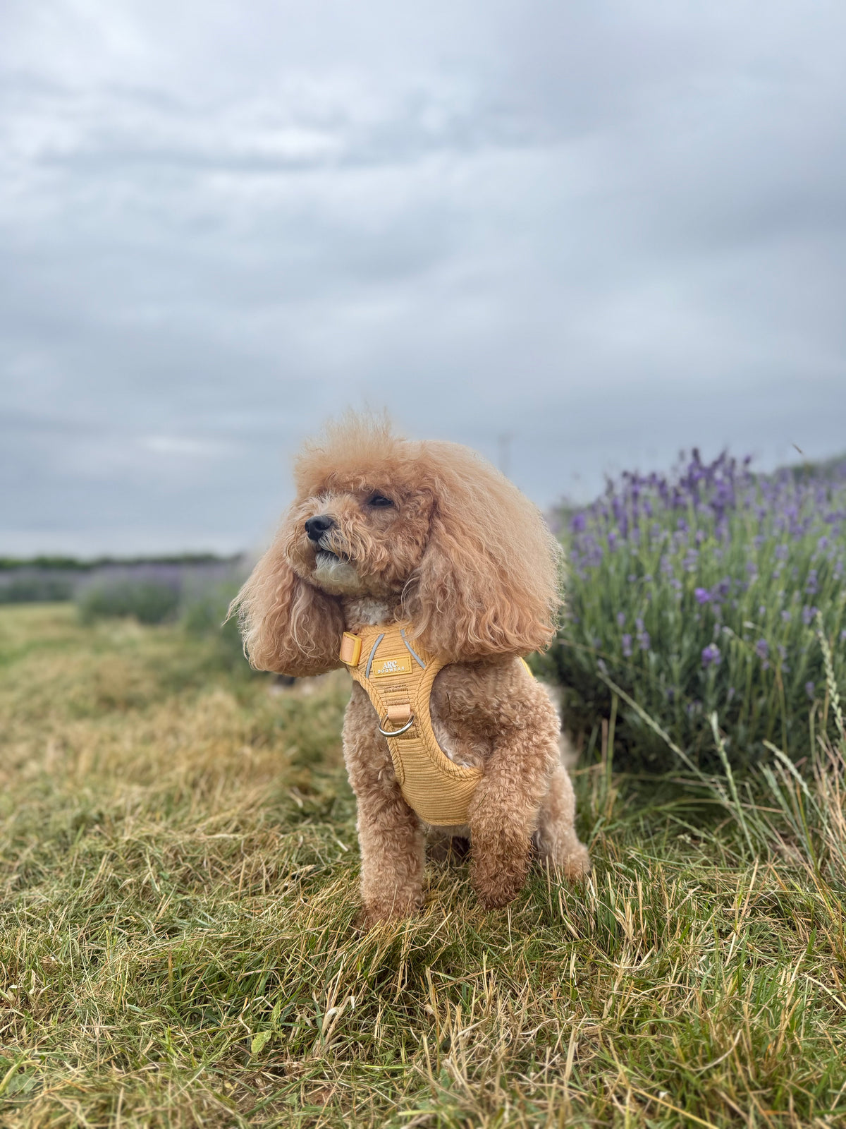 Sol ARC. Adventurer Harness (Corduroy) - Original Size Guide