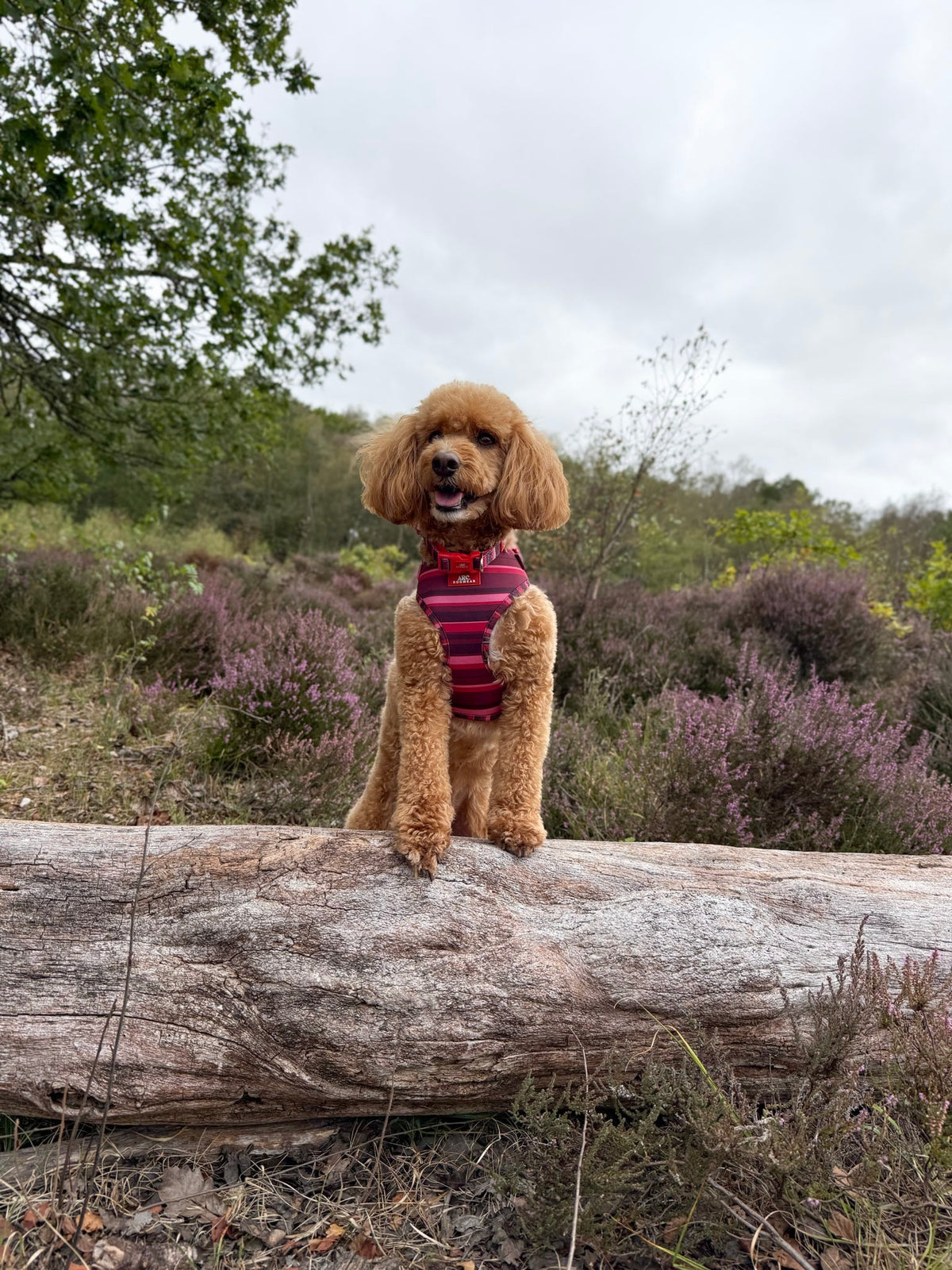 Bramble Adjustable Harness