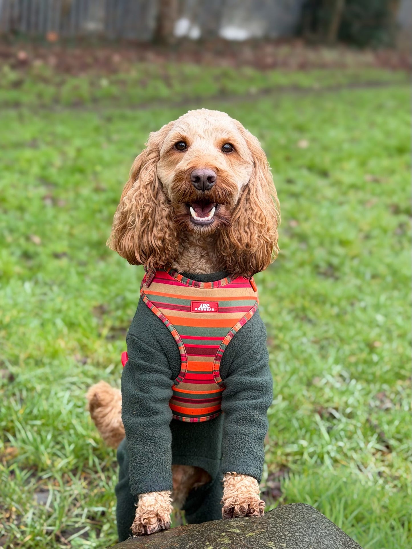 Horizon Adjustable Harness