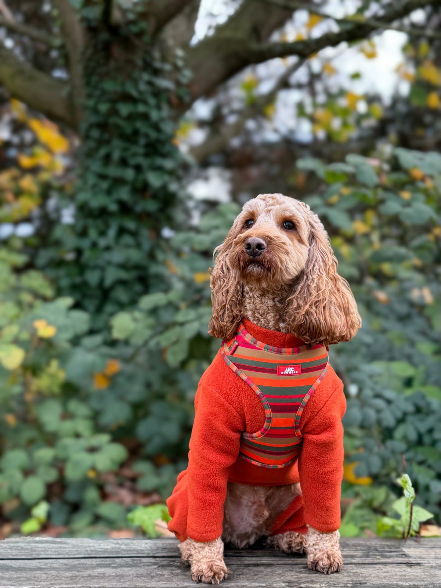 Horizon Adjustable Harness