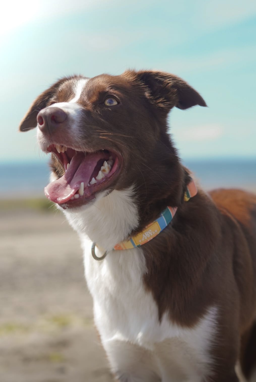 Sete Adjustable Collar