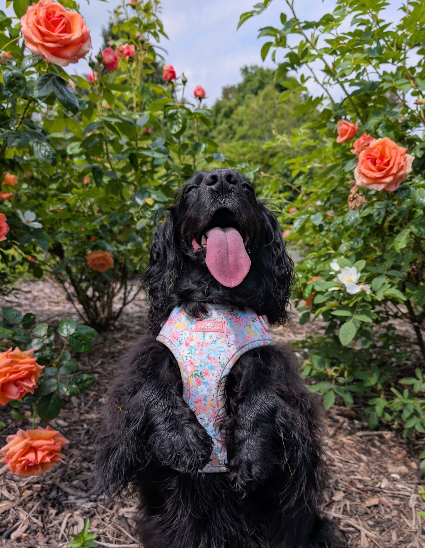 Flora Adjustable Harness