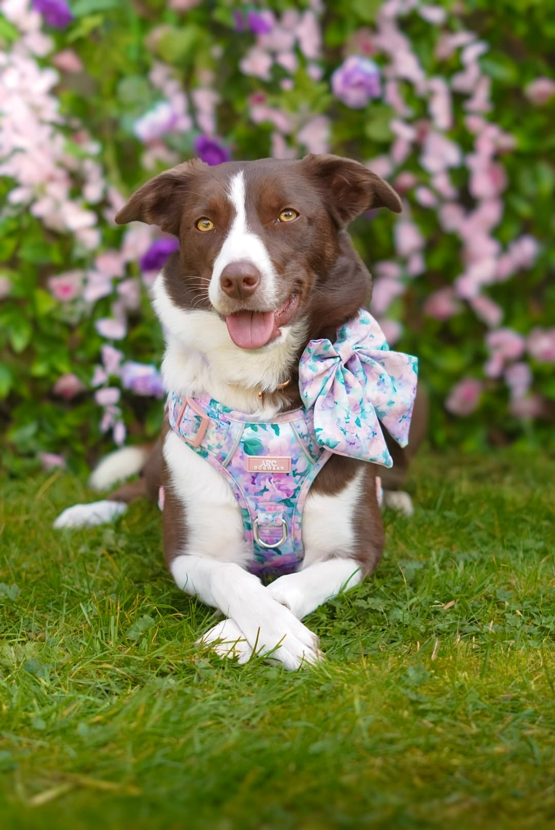 Mellie's Meadow ARC. Adventurer Harness