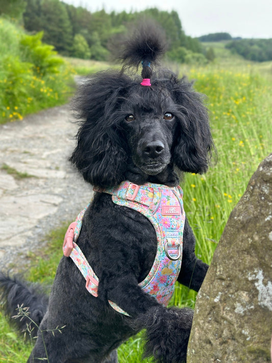 Flora ARC. Adventurer Harness