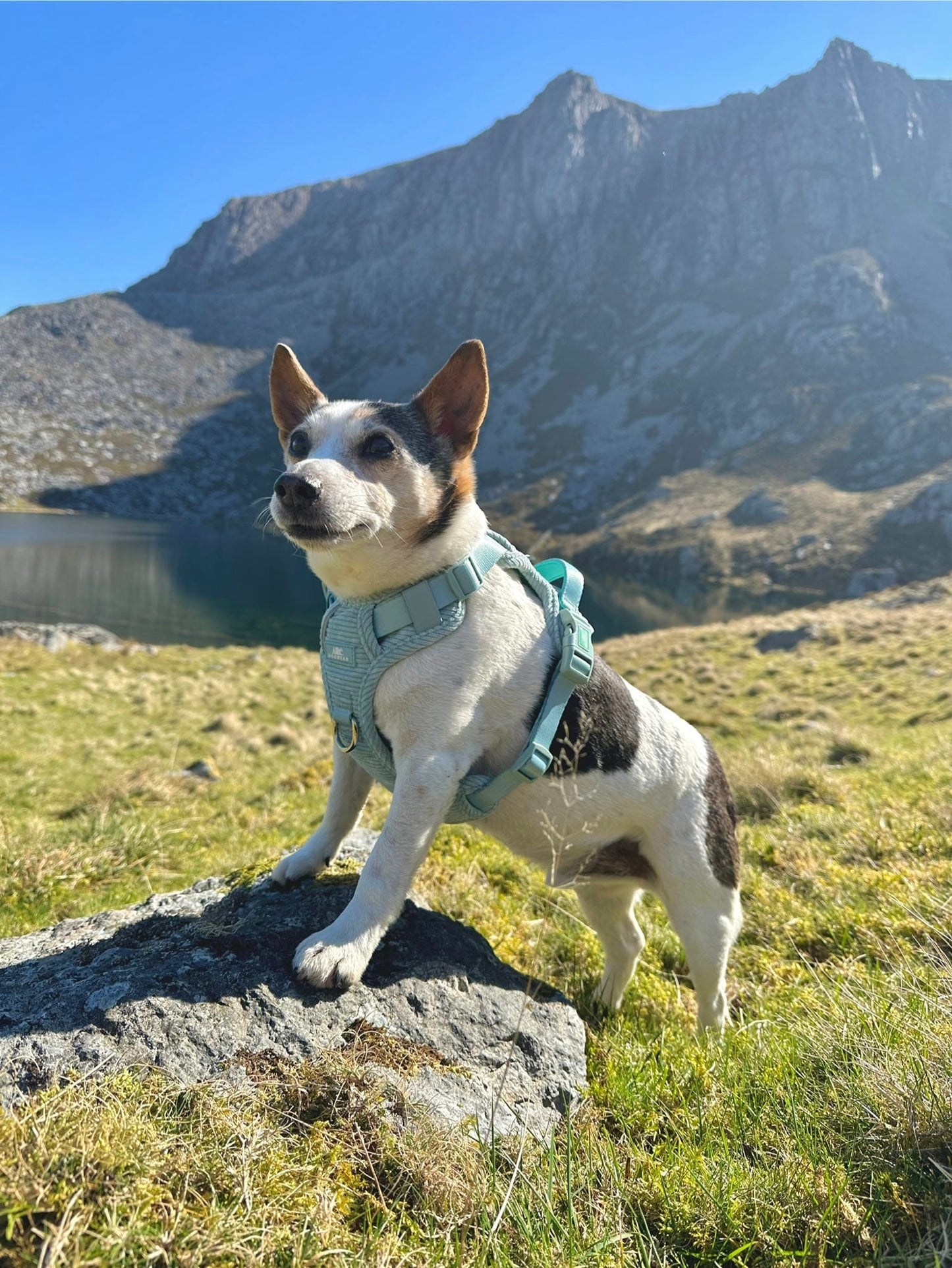 Celadon ARC. Adventurer Harness (Corduroy)
