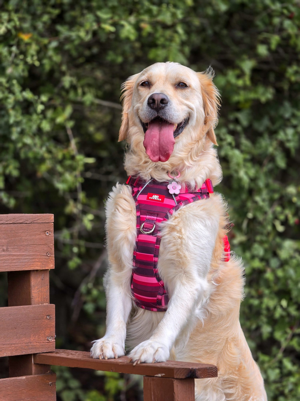 Bramble ARC. Adventurer Harness - New Size Guide