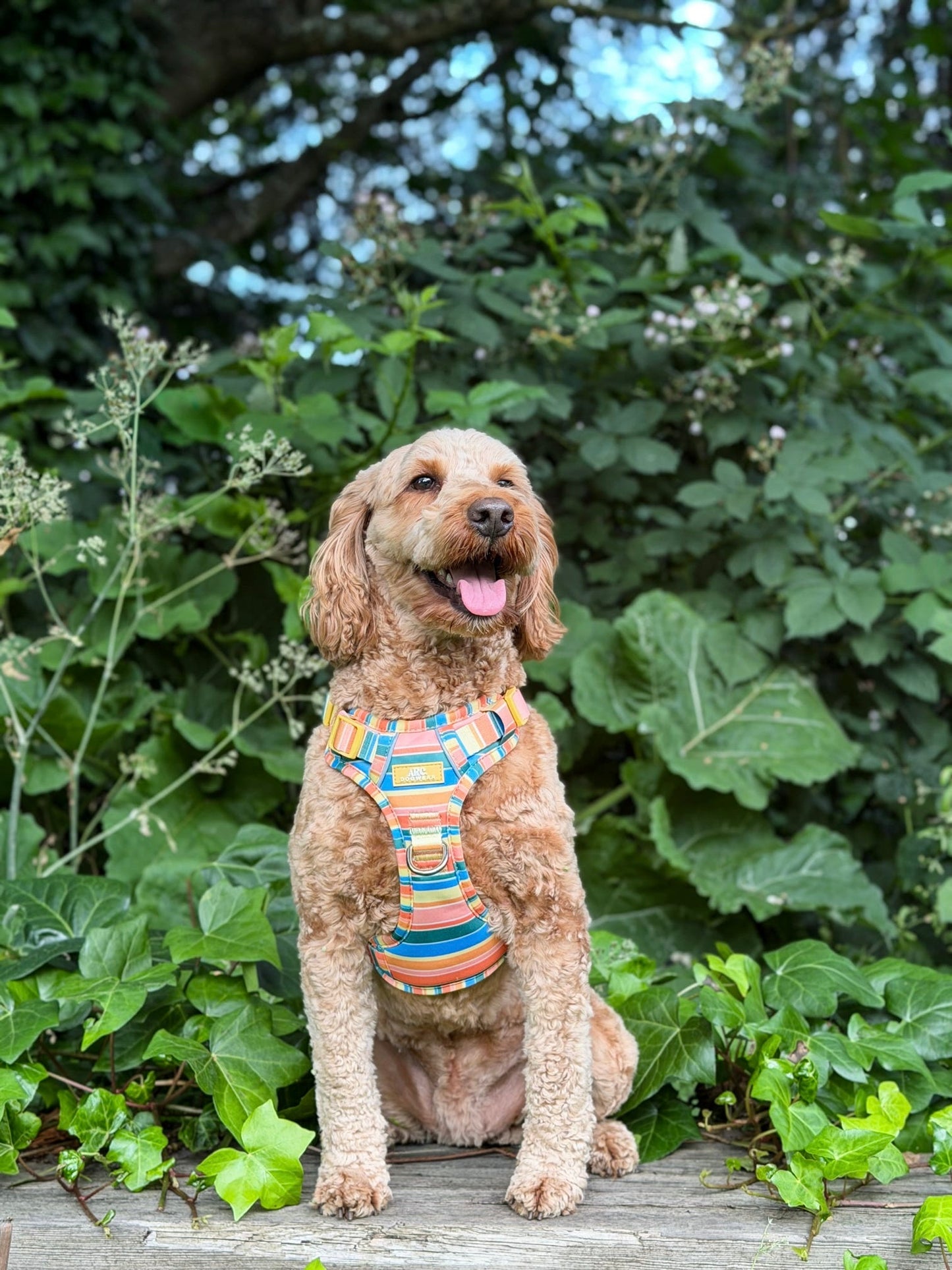 Sete ARC. Adventurer Harness