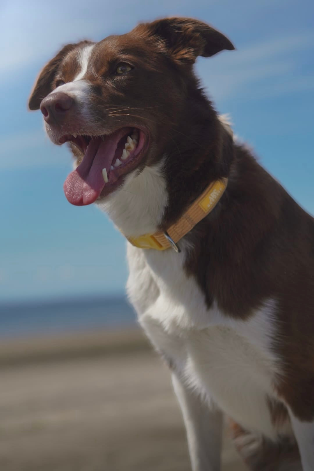 Sol Adjustable Collar (Corduroy)