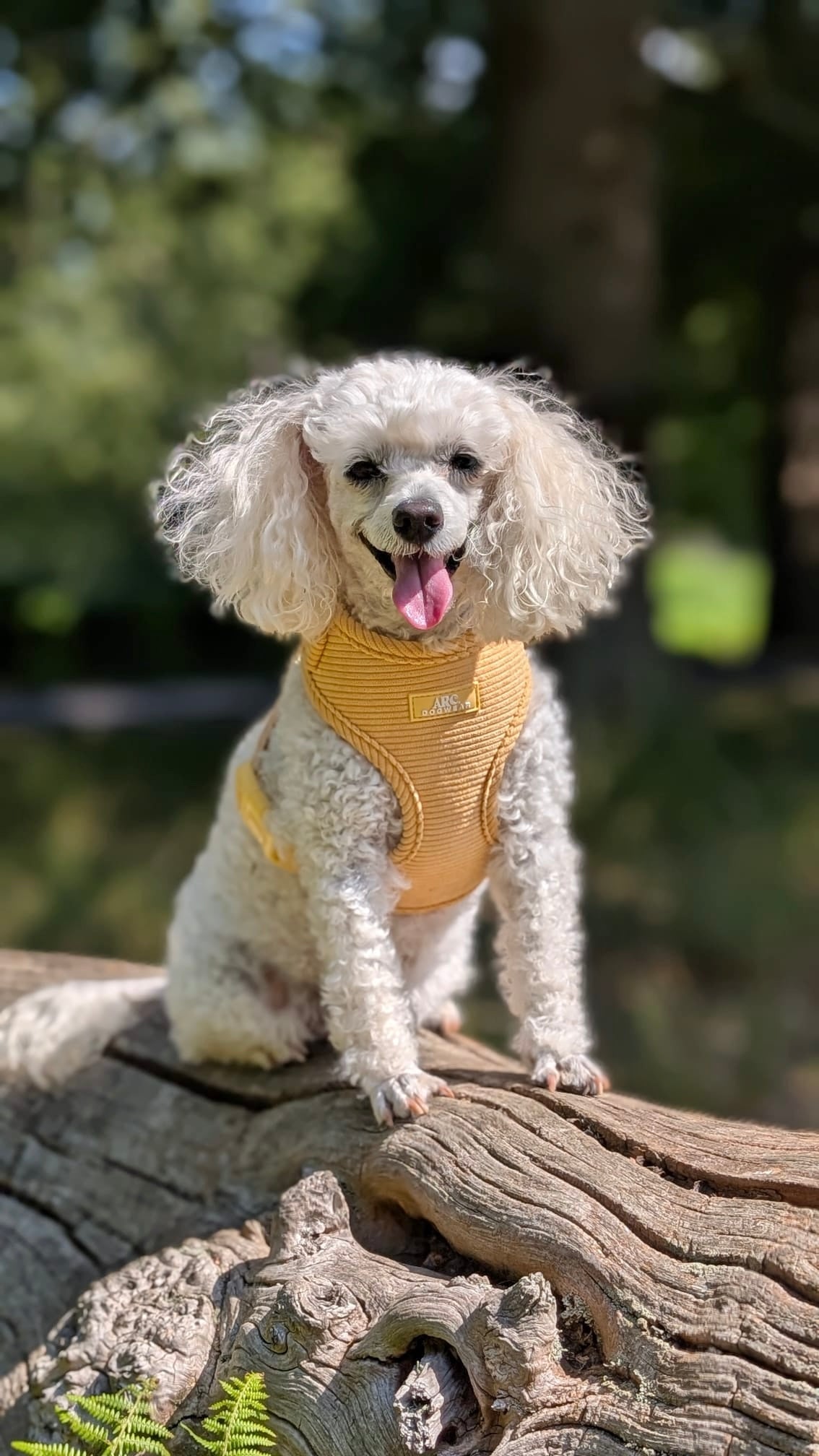 Sol Adjustable Harness (Corduroy)
