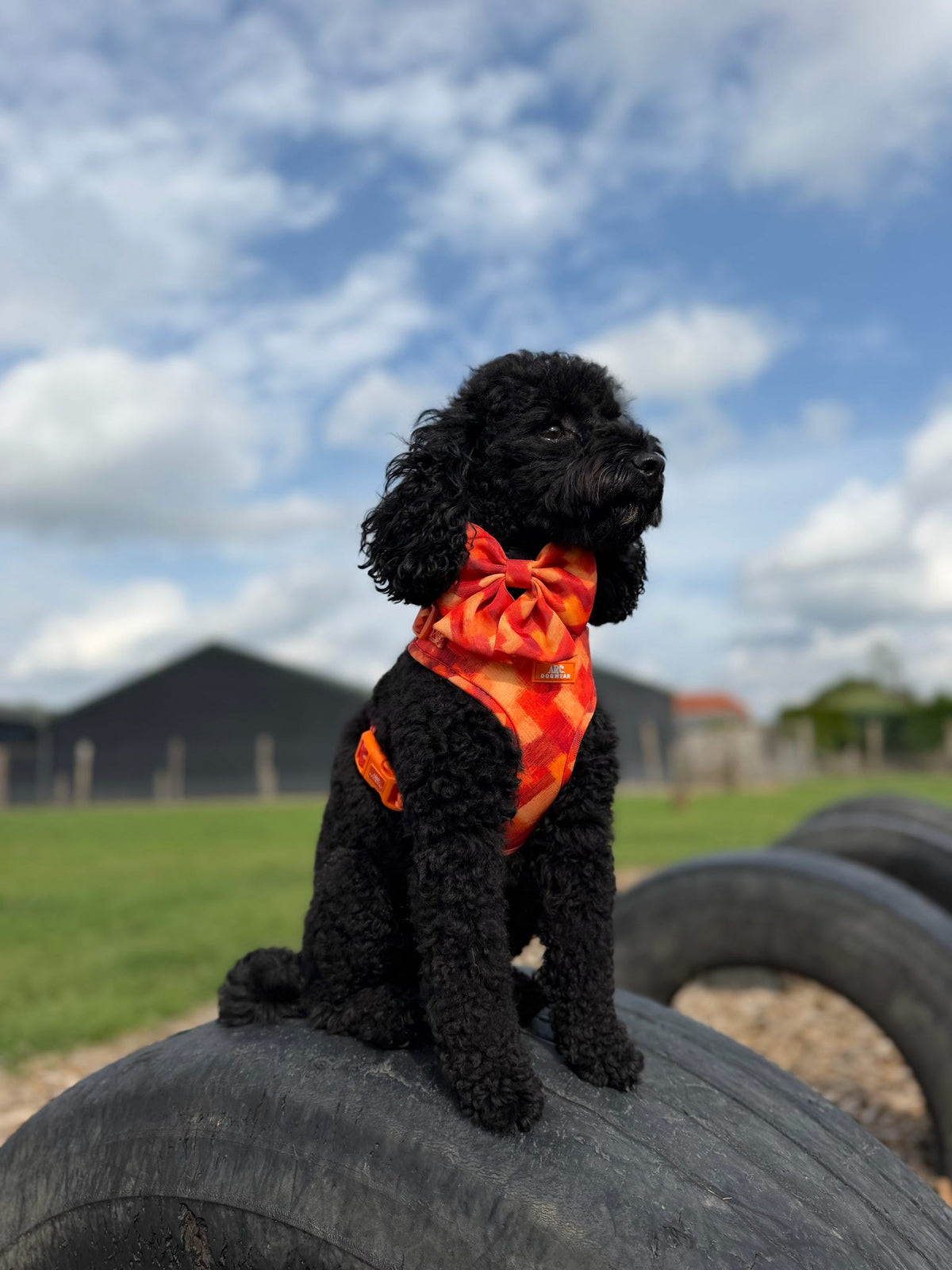 Auburn Adjustable Harness