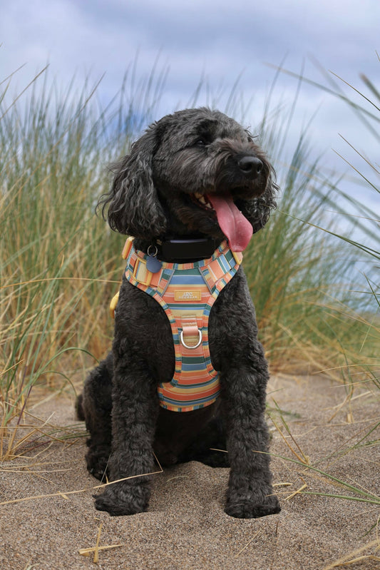 Sete ARC. Adventurer Harness