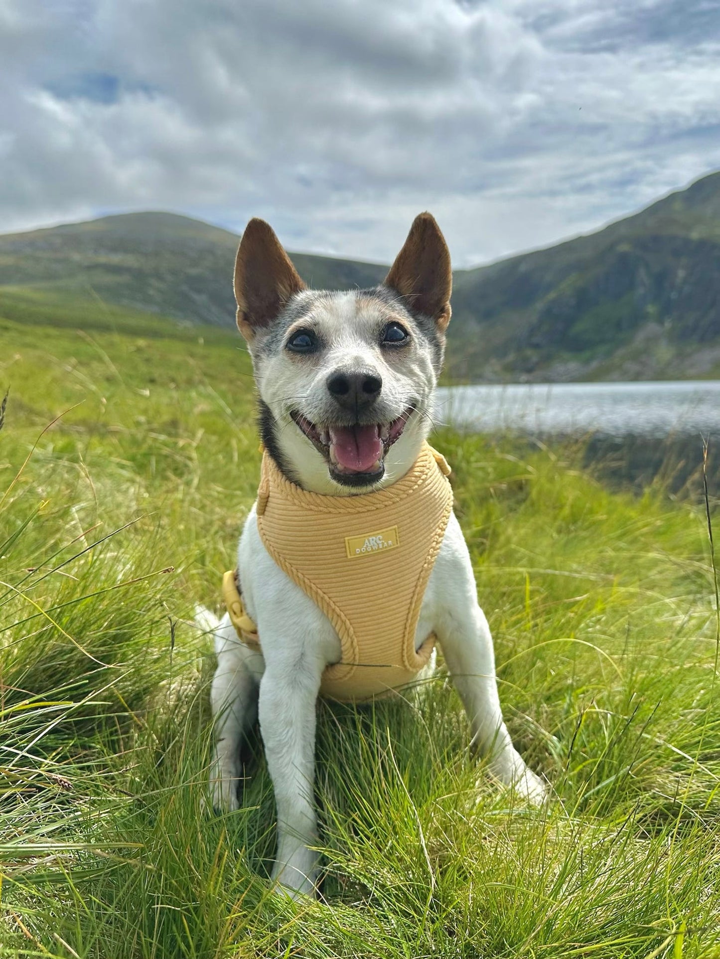 Sol Adjustable Harness (Corduroy)