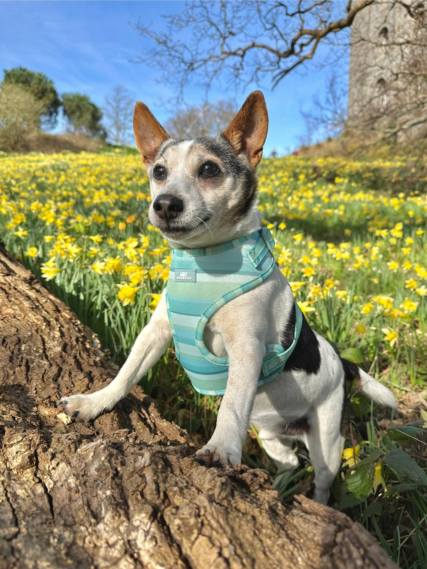 Vista Adjustable Harness