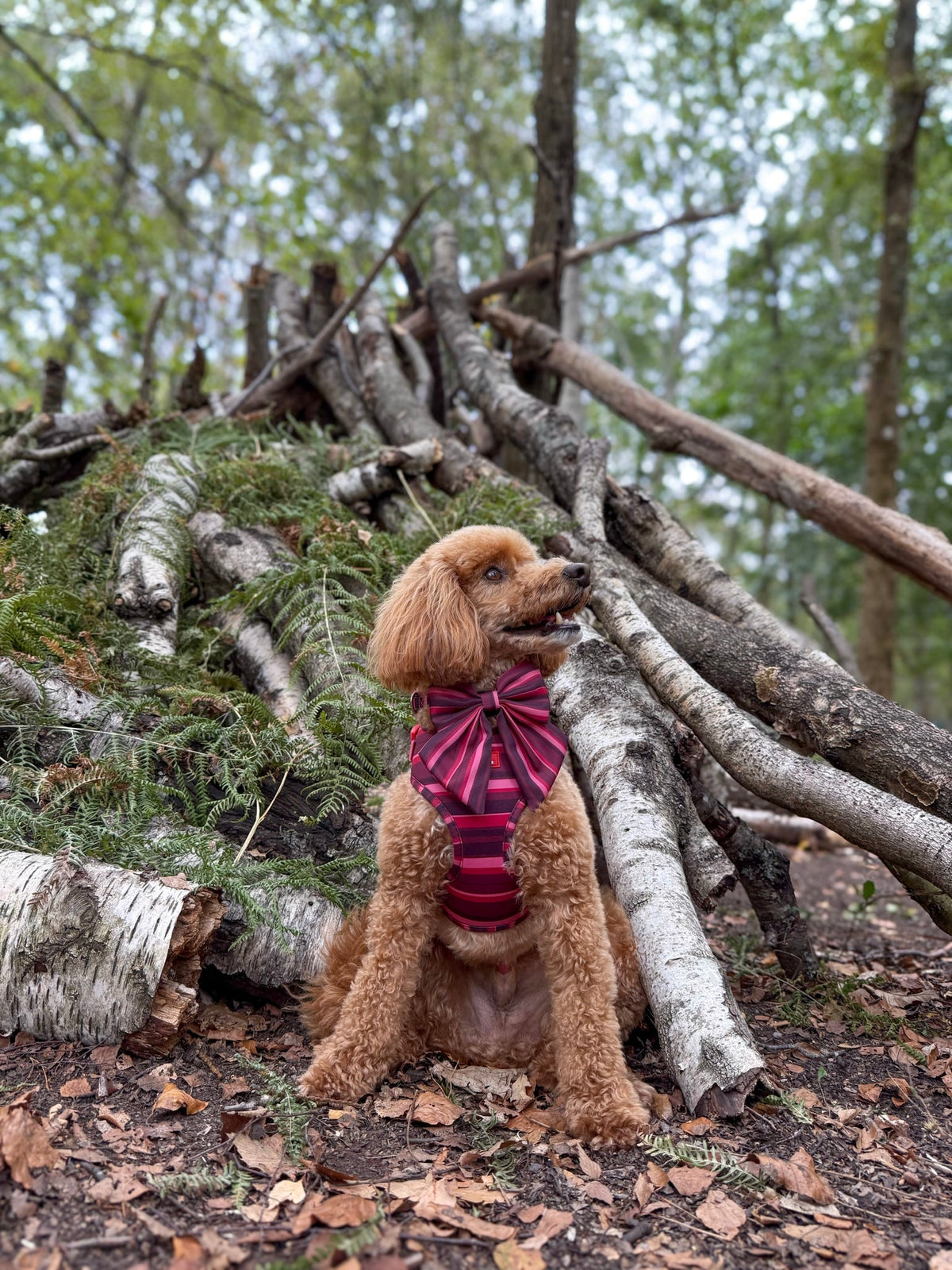Bramble Sailor Bow