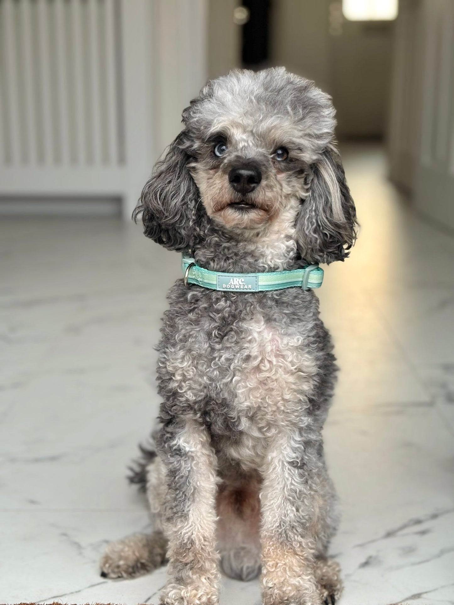 Vista Adjustable Collar