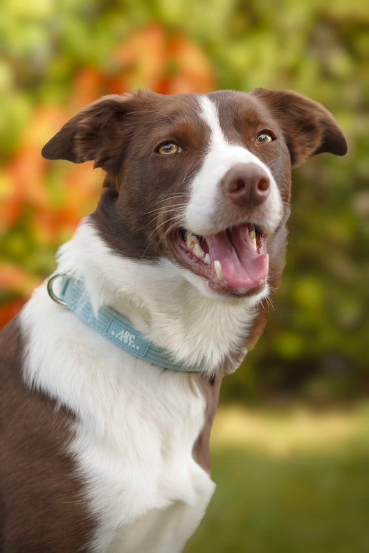 Celadon Adjustable Collar (Corduroy)