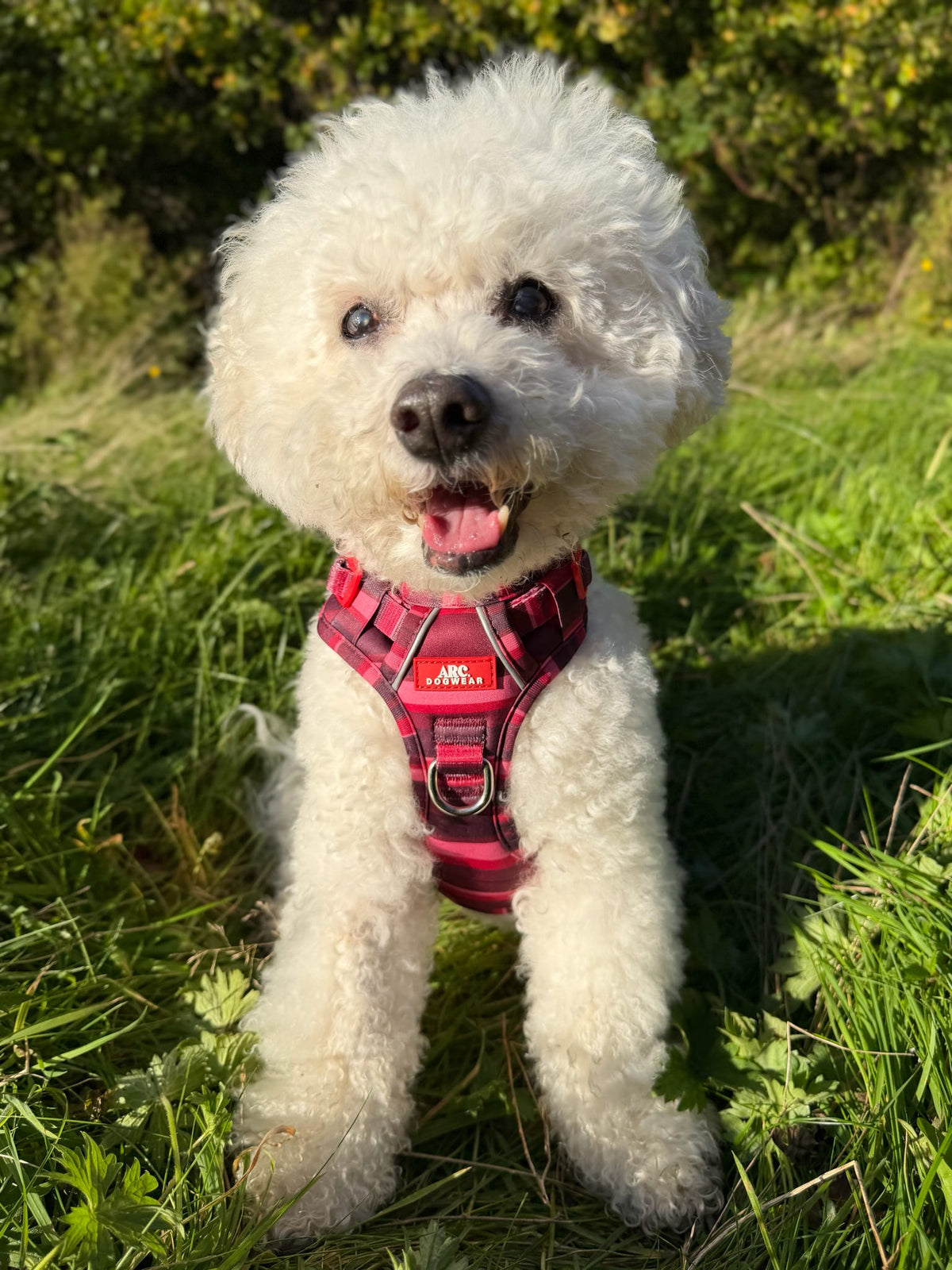 Bramble ARC. Adventurer Harness - New Size Guide