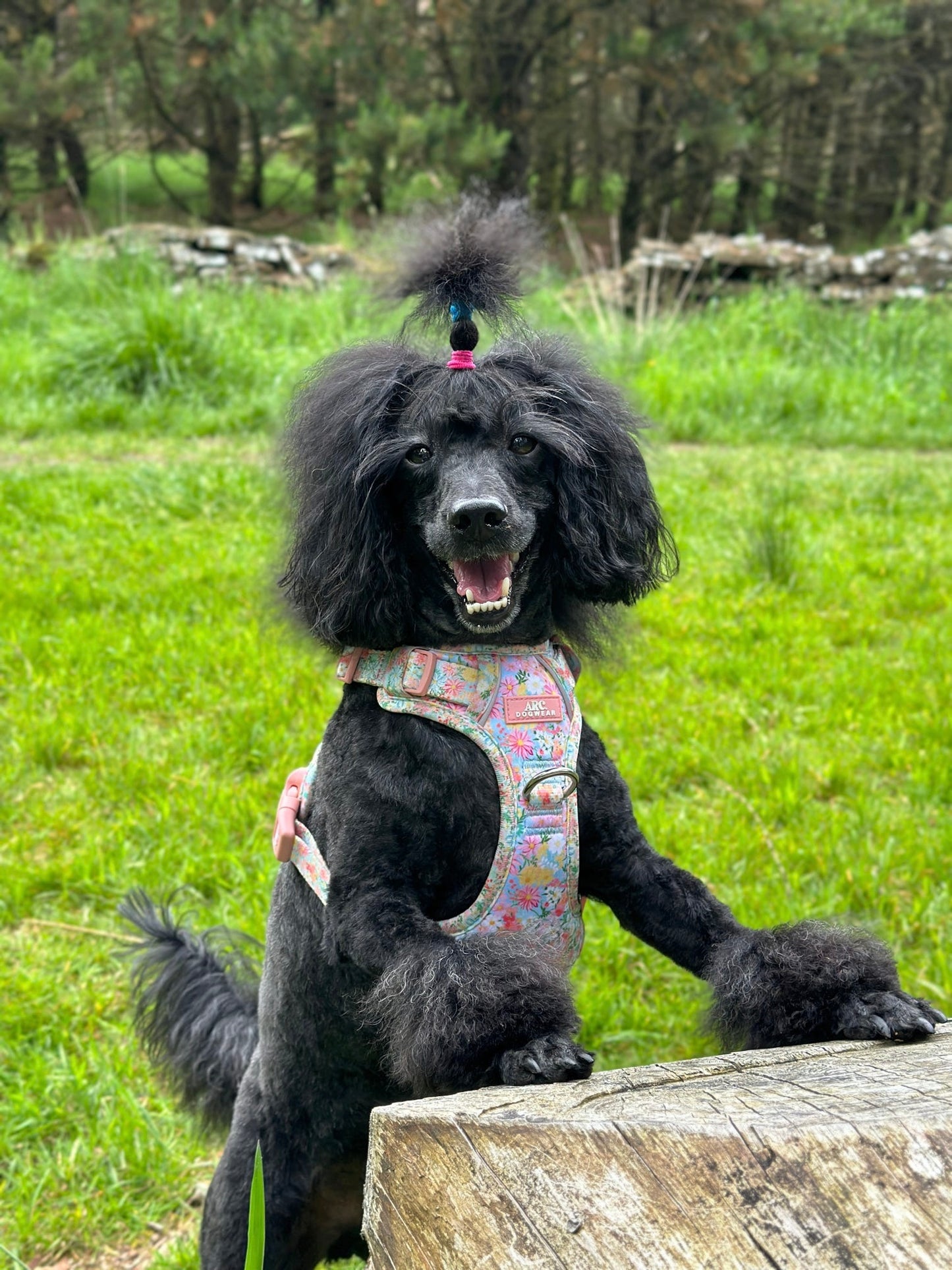 Flora ARC. Adventurer Harness