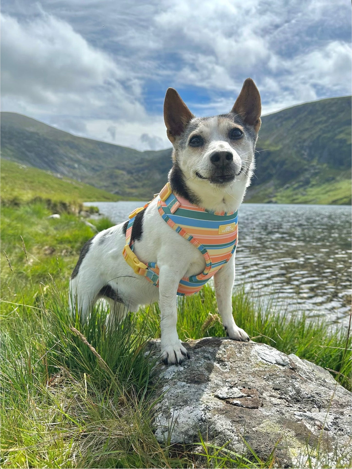 Sete Adjustable Harness