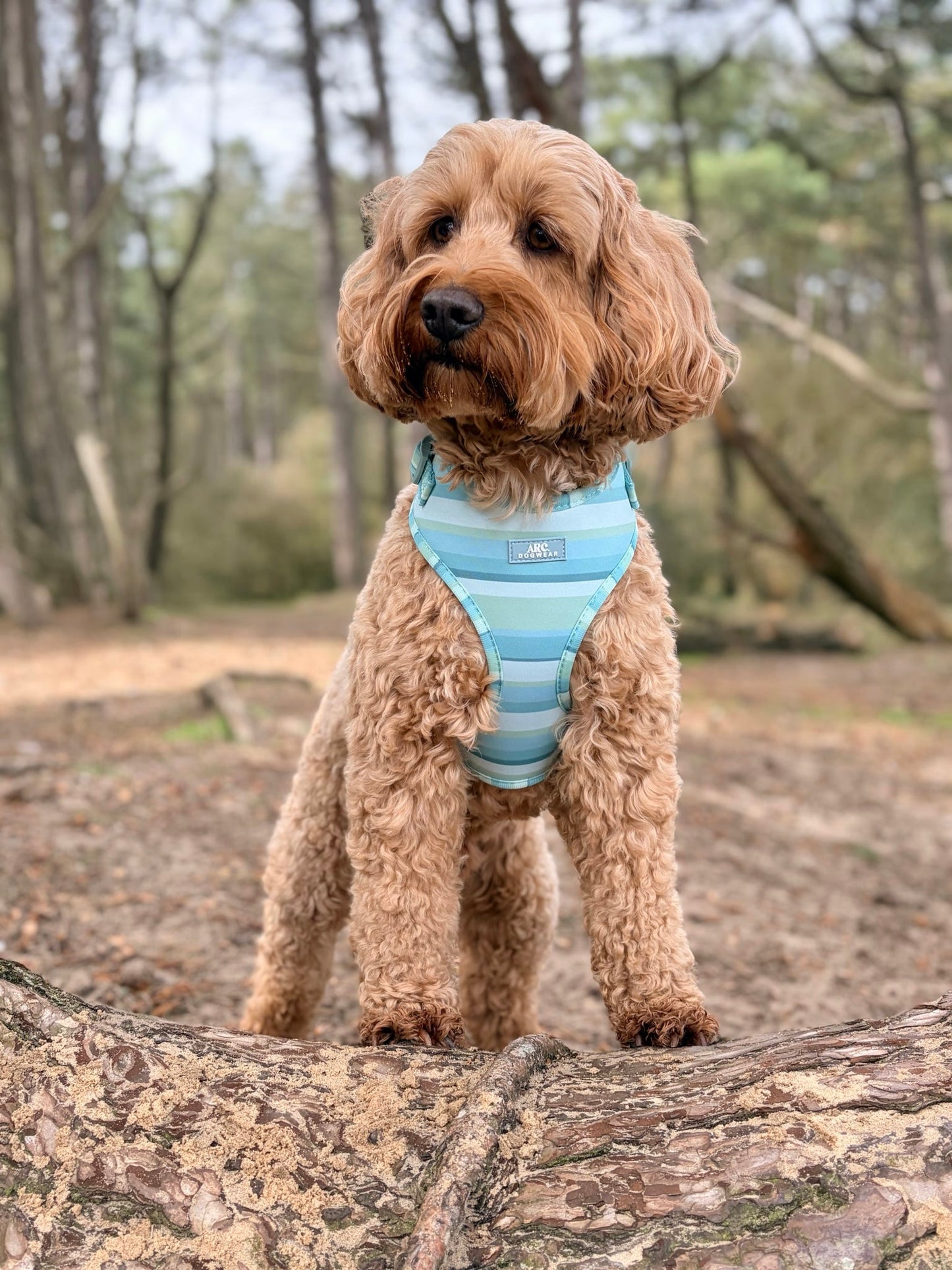 Vista Adjustable Harness