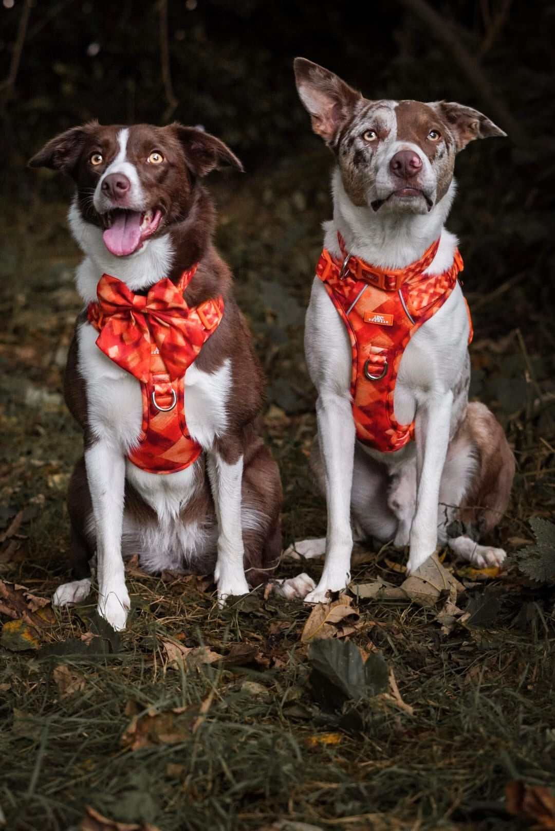 Auburn ARC. Adventurer Harness - New Size Guide
