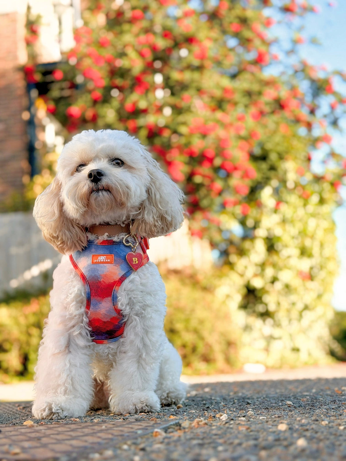 Canopy Adjustable Harness