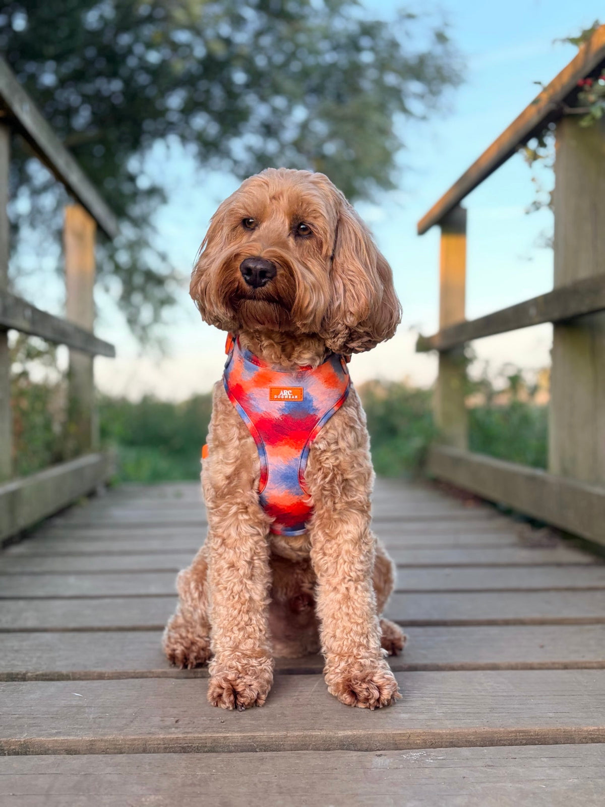 Canopy Adjustable Harness