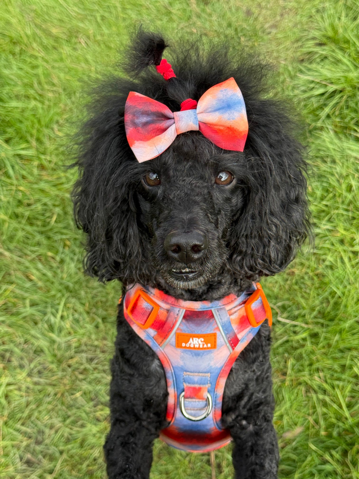 Canopy Bow Tie