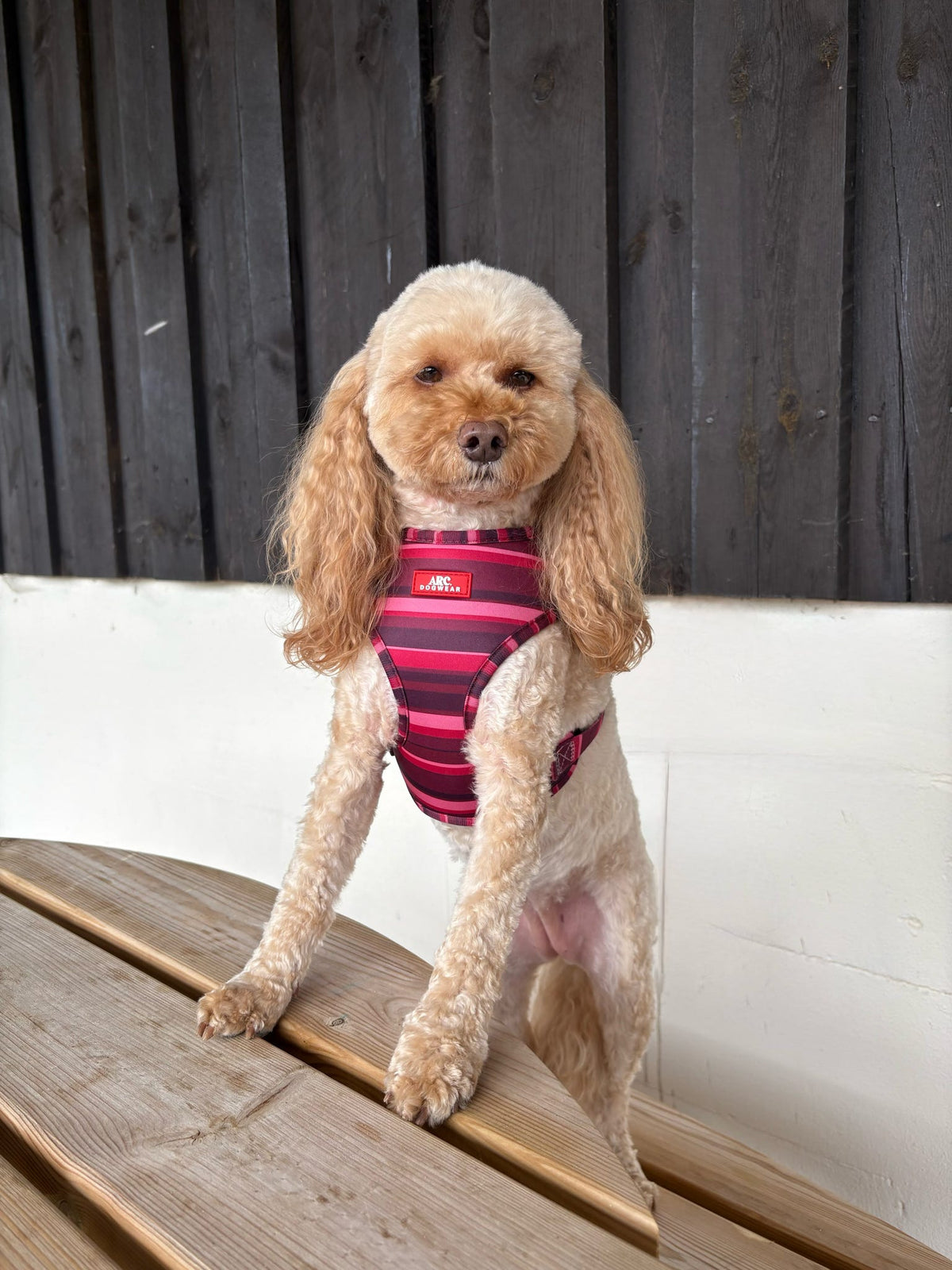 Bramble Adjustable Harness