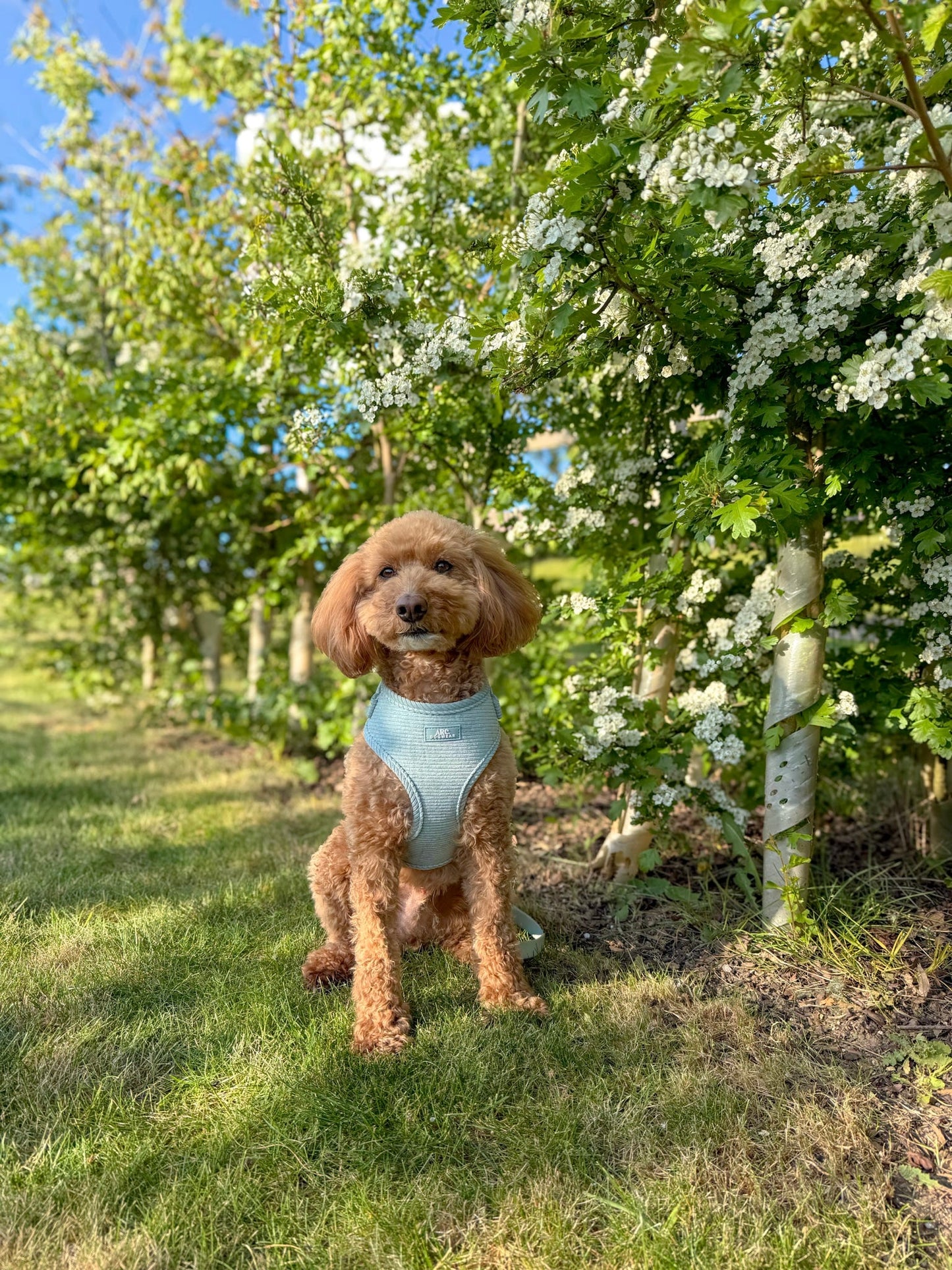Celadon Adjustable Harness (Corduroy)
