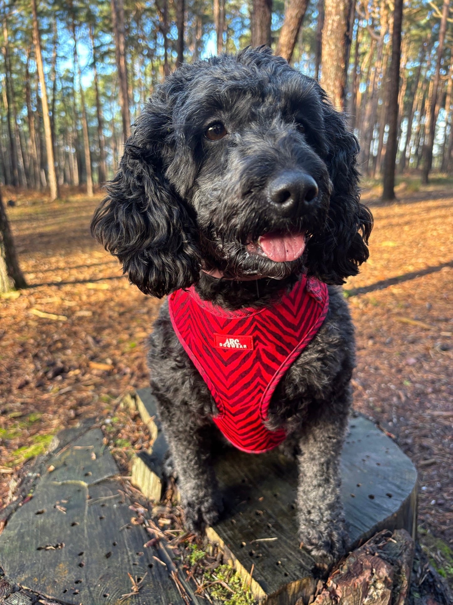 Wild at Heart Adjustable Harness