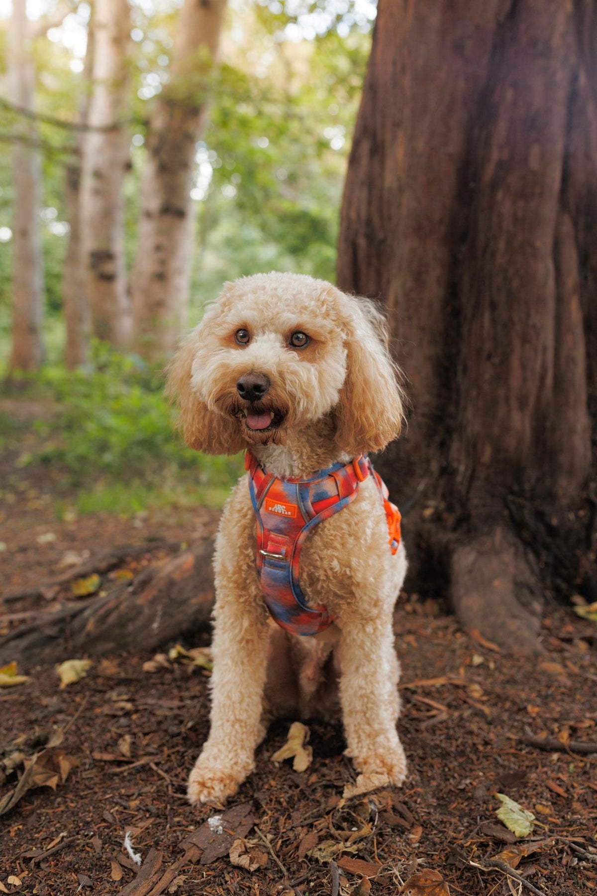 Canopy ARC. Adventurer Harness - New Size Guide