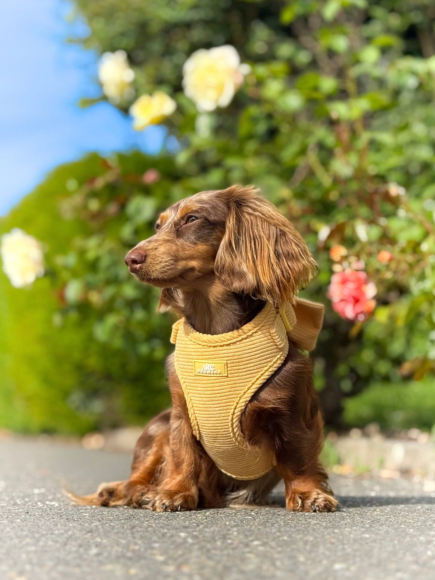 Sol Adjustable Harness (Corduroy)