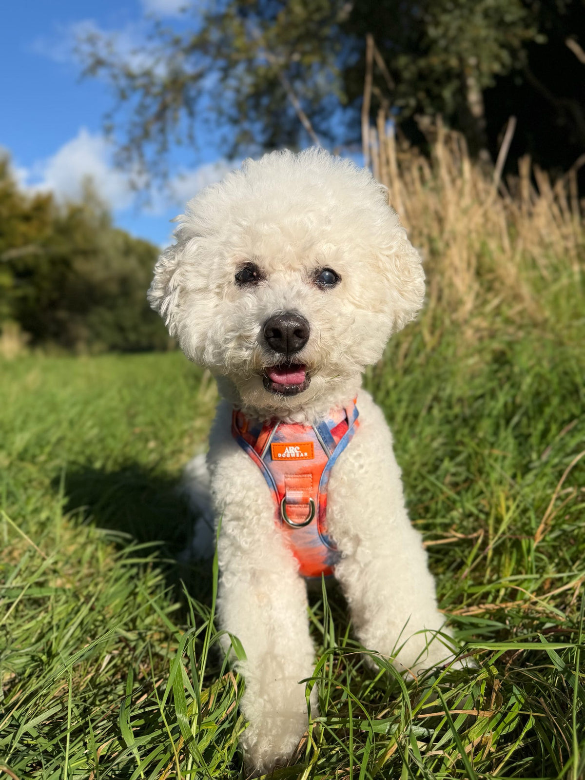 Canopy ARC. Adventurer Harness - New Size Guide