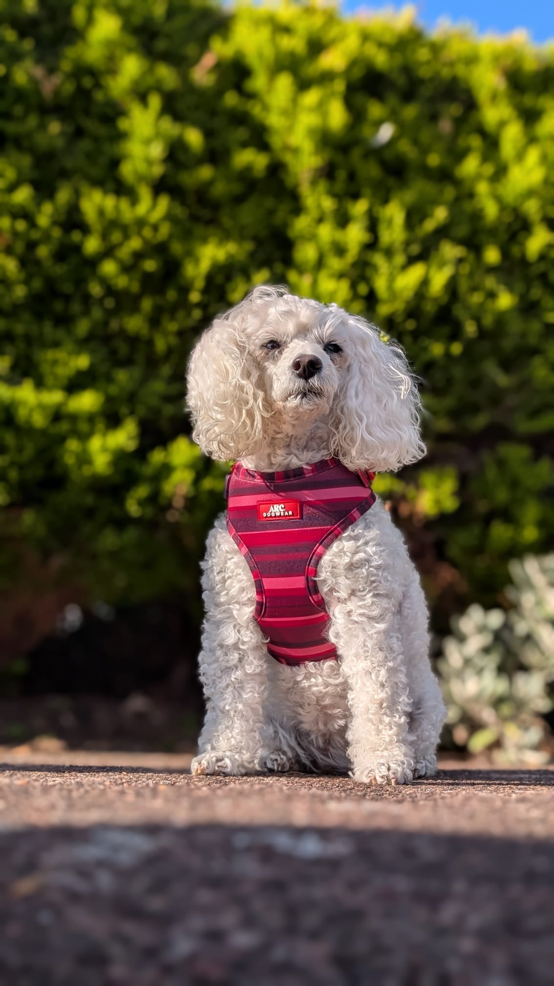 Bramble Adjustable Harness