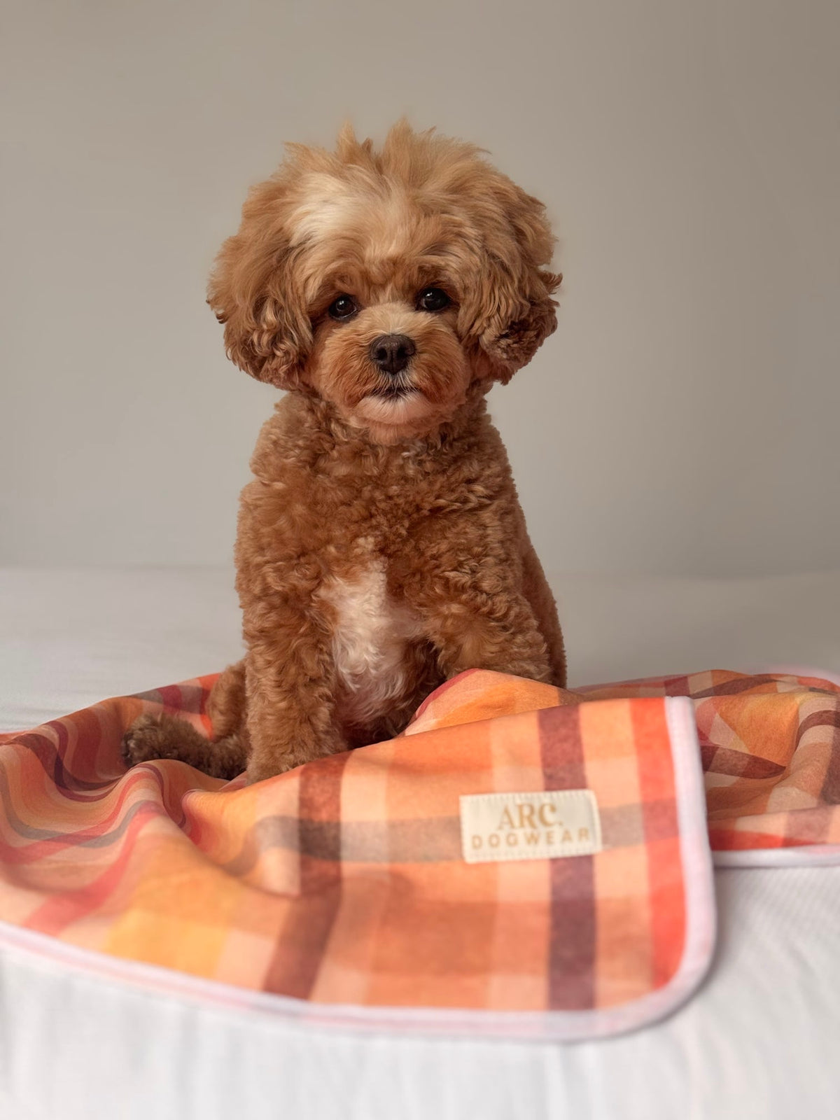Harvest Pet Blanket