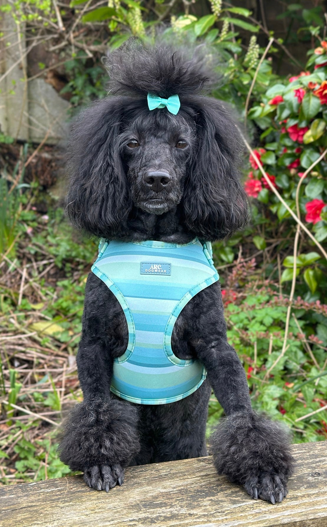 Vista Adjustable Harness